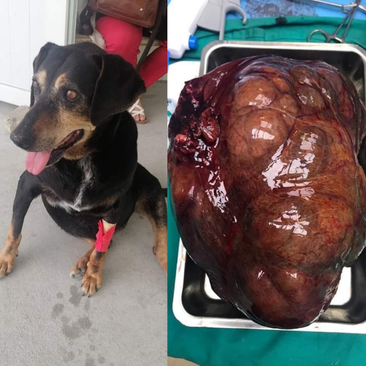 Kendisine ait bir tekel bayinde sokak köpeğine 1 ay boyunca tecavüz eden kişi için #MEHMETHANERTUTUKLANSIN etiketi oluşturuldu.Yaşanan tecavüz olayı nedeniyle köpekte tümör oluştu. Şahıs ise 600 lira idari para cezasına çarptırıldı.