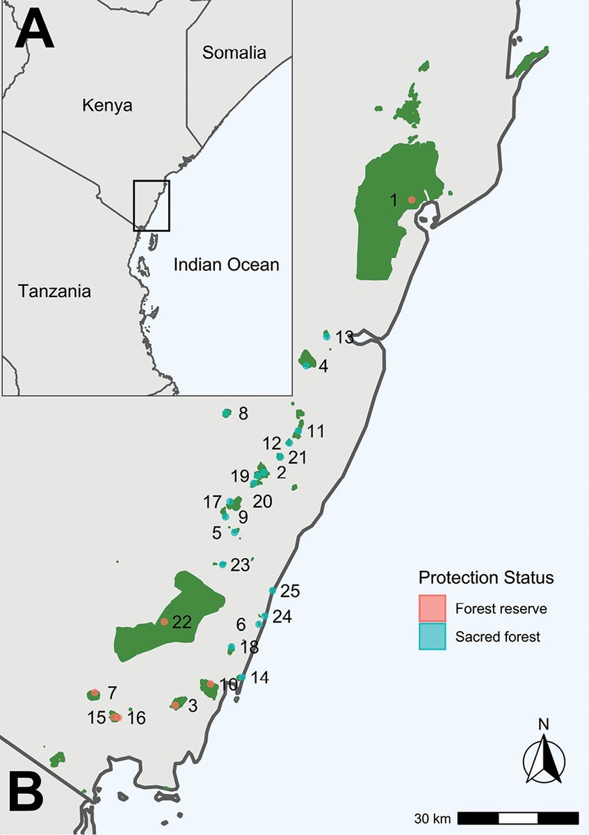 The 1st plot-level database of 🌱#plant communities across 🇰🇪Kenyan coastal #forests.🌳 Consists of data from 158 plots &amp; 25 forests.

🔓Long Database Report: 
doi.org/10.3897/VCS/20….
#Vegetation #VegetationScience #PlantScience