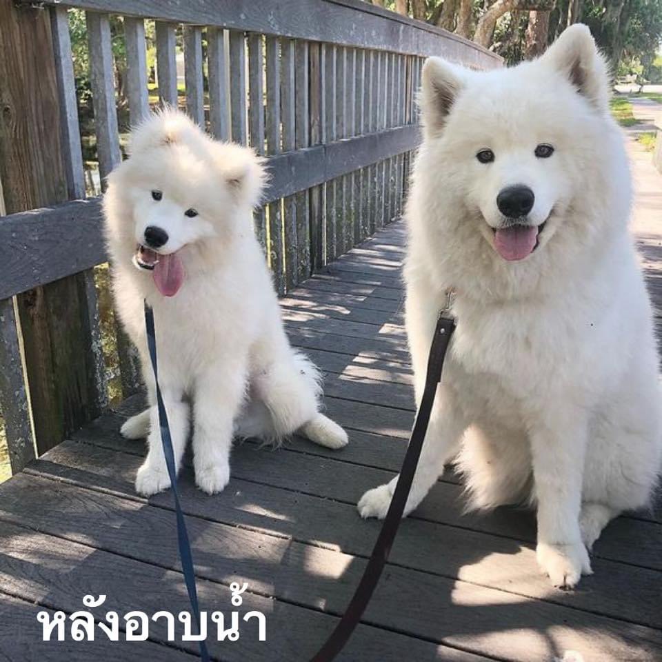 bbigkachu's tweet photo. ไม้ในมือมันสั่น 9.9 ริกเตอร์เลย 55555555555555 https://t.co/8J5JHb28yt