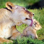 Photo by Rtplusfollow.com (@rtplusfollow)