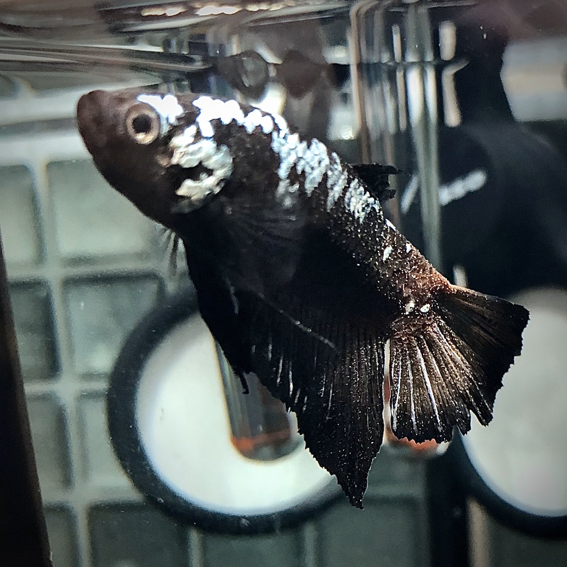 魚花 五一 1 3枚目が初日 2 4枚目が5日目 だいぶ良くなってきたね それでもまだ白い点が残って見える コイツが消え去ってからも 薬浴塩浴は継続し 徐々に真水に戻していく予定 ベタ コショウ病 T Co Lzrryjkw25 Twitter