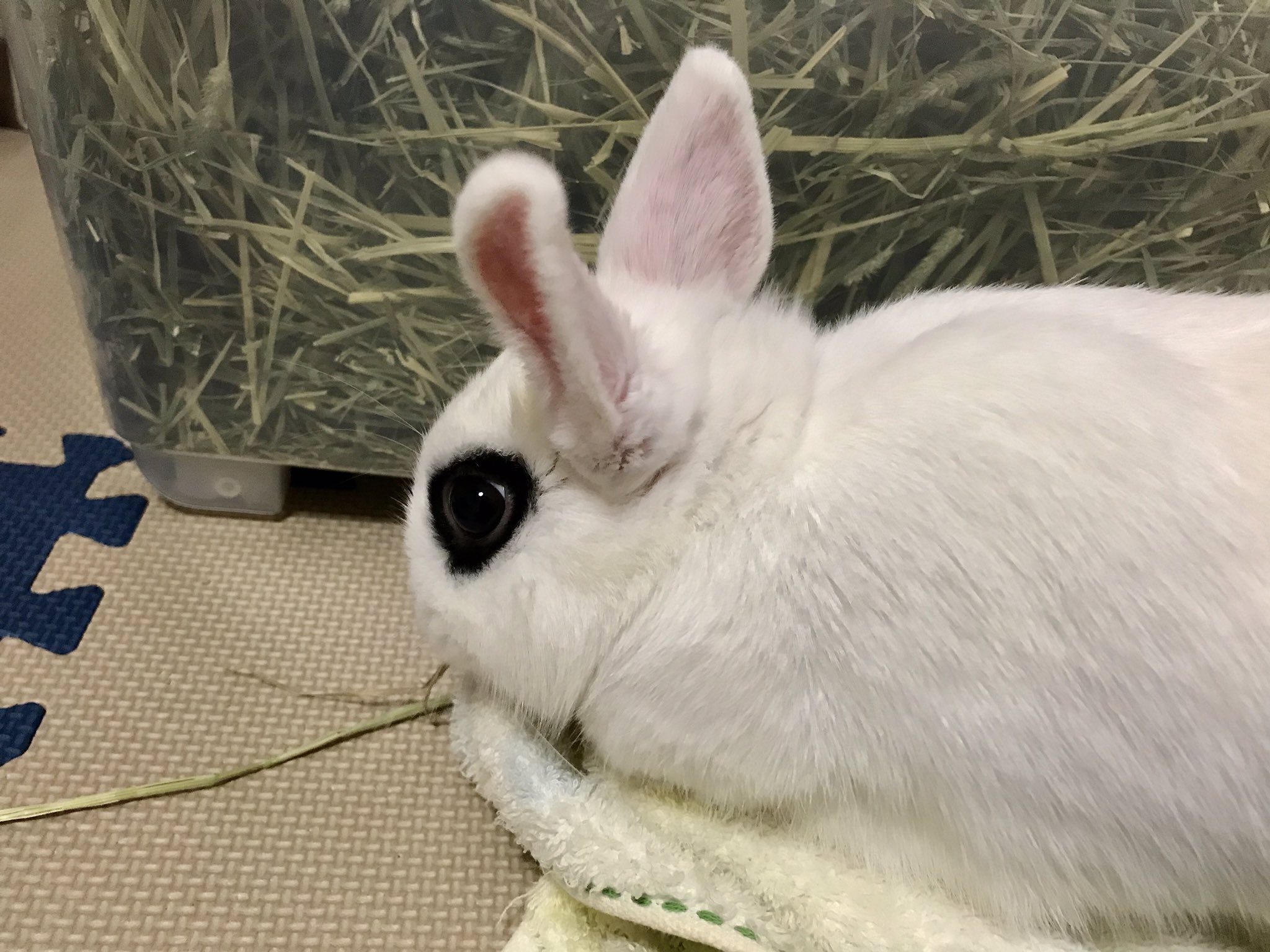 大福 我が家のうさぎ 非常に凶暴です 特にここ最近 機嫌が悪いのです 本日 上くちびるを噛みつかれ流血事件が発生しました どーにかして凶暴な性格は直らないものですかね ドワーフホト うさぎのしつけ 大福 我が家のうさぎ 非常に凶暴です 特にここ最近 機嫌が悪いのです 本日 上くちびるを噛みつかれ流血事件が発生しました どーにかして凶暴な性格は直らないものですかね ドワーフホト うさぎのしつけ