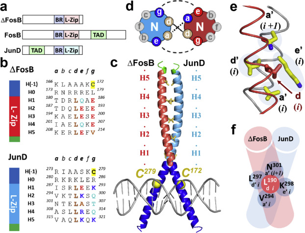DeenaSierra1's tweet photo. Self-assembly of the bZIP transcription factor ΔFosB
#structuralbiologyconferences #biochemistryconferences #structuralanalysis #webinarconferences #covid19issues #onlineevents https://t.co/hpmAN37WhN