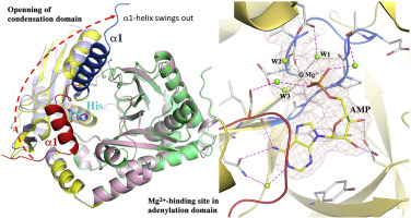 DeenaSierra1's tweet photo. Structures of teixobactin-producing nonribosomal peptide synthetase condensation and adenylation domains
#structuralbiologyconferences #onlineevents #webinarevents #structuralbiologygraduates #biochemistryconferences https://t.co/uwemdaHzV0