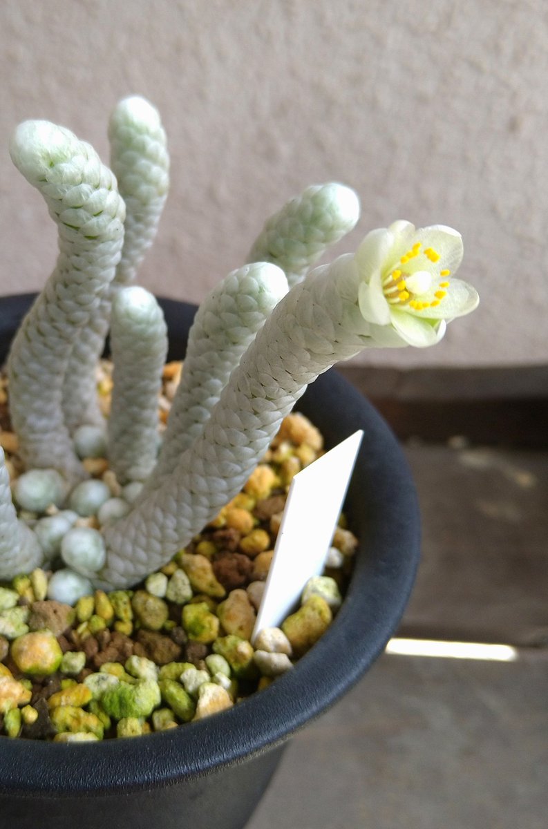 多肉植物の一種アボニア パピラケアのお花はパカっと斬新な咲き方をする クリオネの捕食 キーキー鳴きそう などグロ可愛い Togetter