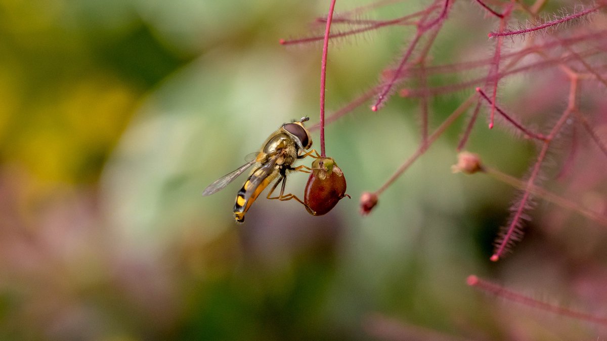 77phlhtchnsn77's tweet photo. Early evening sun and some great muted colours in the #garden a lone #hoverfly attracted to the #continus @OlympusUK OlympusUK EM1 11 and 60mm macro #HomewithOlympus #buglife #insects https://t.co/ZAacUWpibA