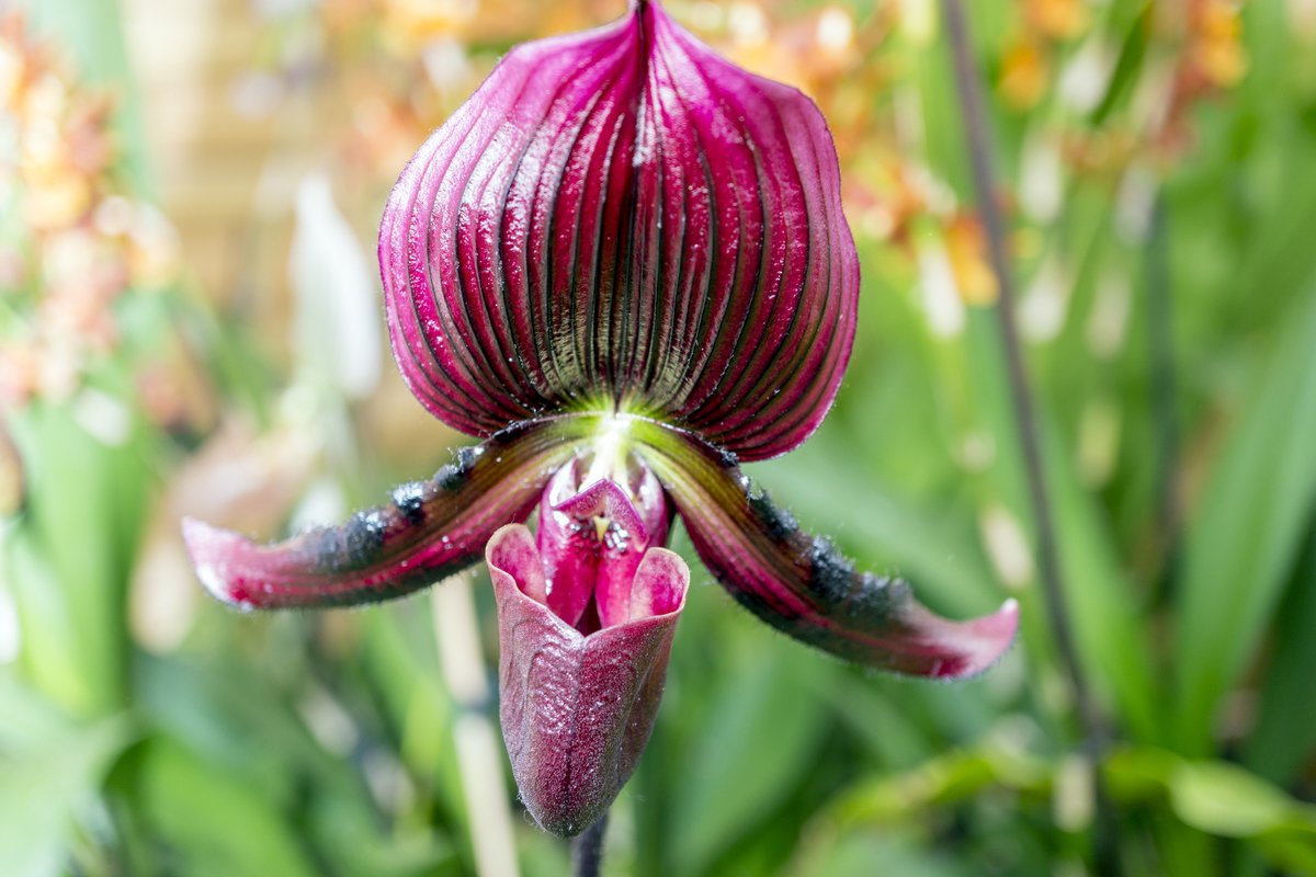 Eduard_A's tweet photo. Орхидеи из Ботанического сада Palmengarten Frankfurt.

#macro #macrophoto #macrophotography #macroflower #flower #orchid #palmengarten #макро #макрофото #цветы #фотоцветов https://t.co/Fm4wSiOb5q