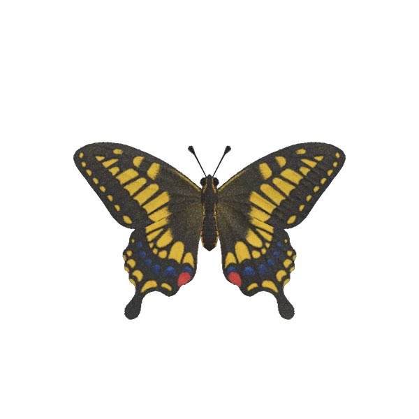 2. tiger butterfly, she’s kinda cute