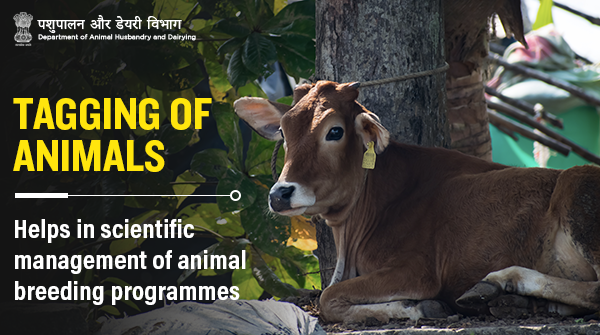 Uživatel Dept of Animal Husbandry & Dairying, Min of FAH&D na Twitteru: „Tagging of animals creates an information system, which further helps in scientific management of breeding programmes! It benefits farmers & Uživatel Dept of Animal Husbandry & Dairying, Min of FAH&D na Twitteru: „Tagging of animals creates an information system, which further helps in scientific management of breeding programmes! It benefits farmers &
