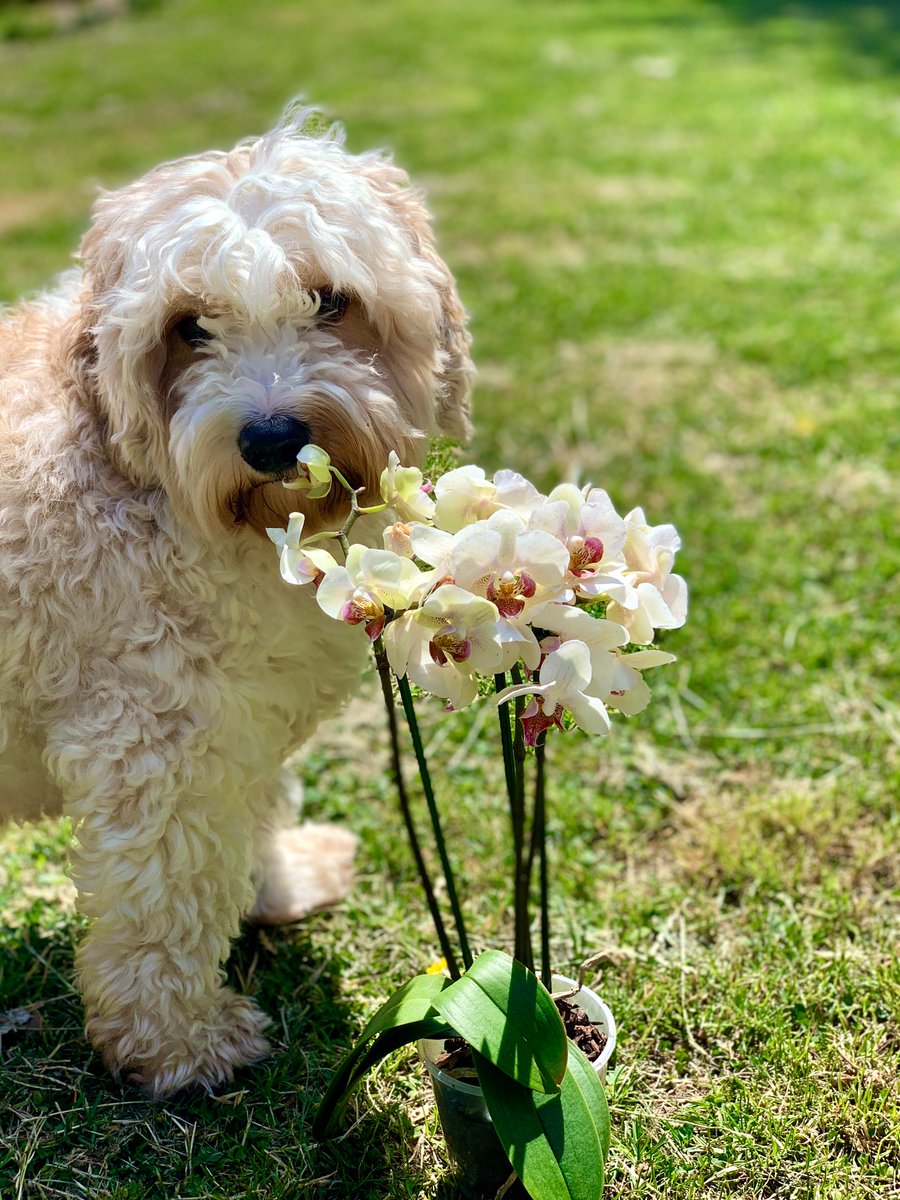 Classic moment when our dog steals the limelight away from the orchid.
•
•
•
•
#shotoftheday #cavachon #mondaymorning #bishonfrise #orchid #dogsoftwitter #lockdown
