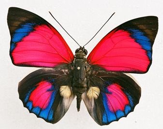 4. agrias butterfly...absolutely beautiful 10/10