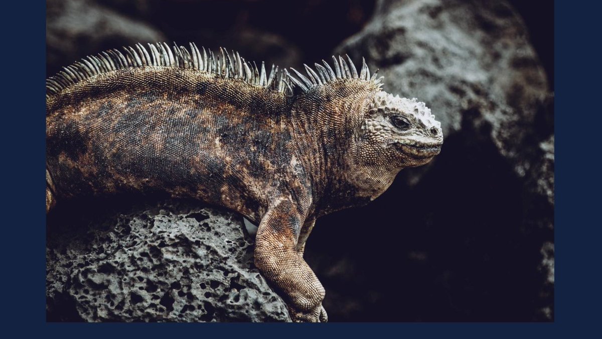 Go Beyond tweet media