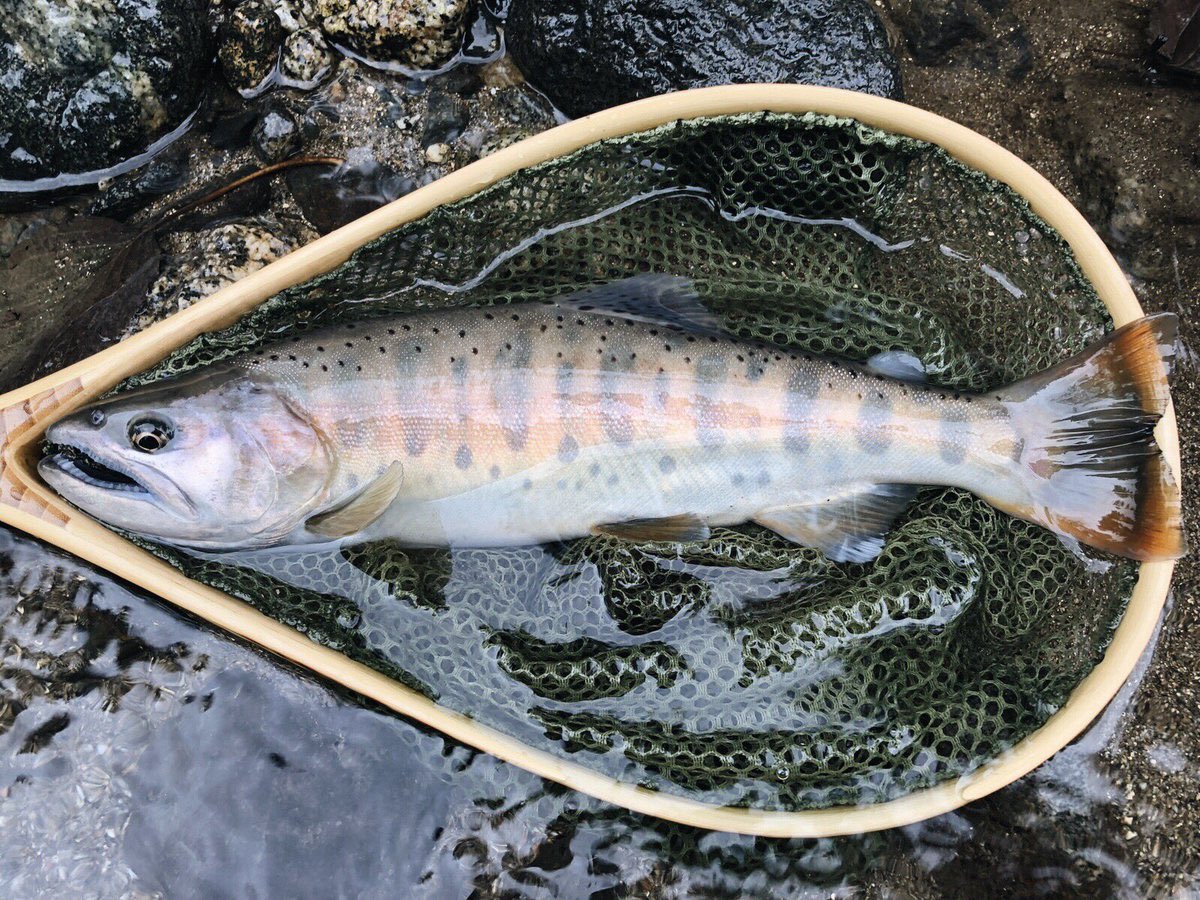 5. cherry salmon...shes kinda cute too