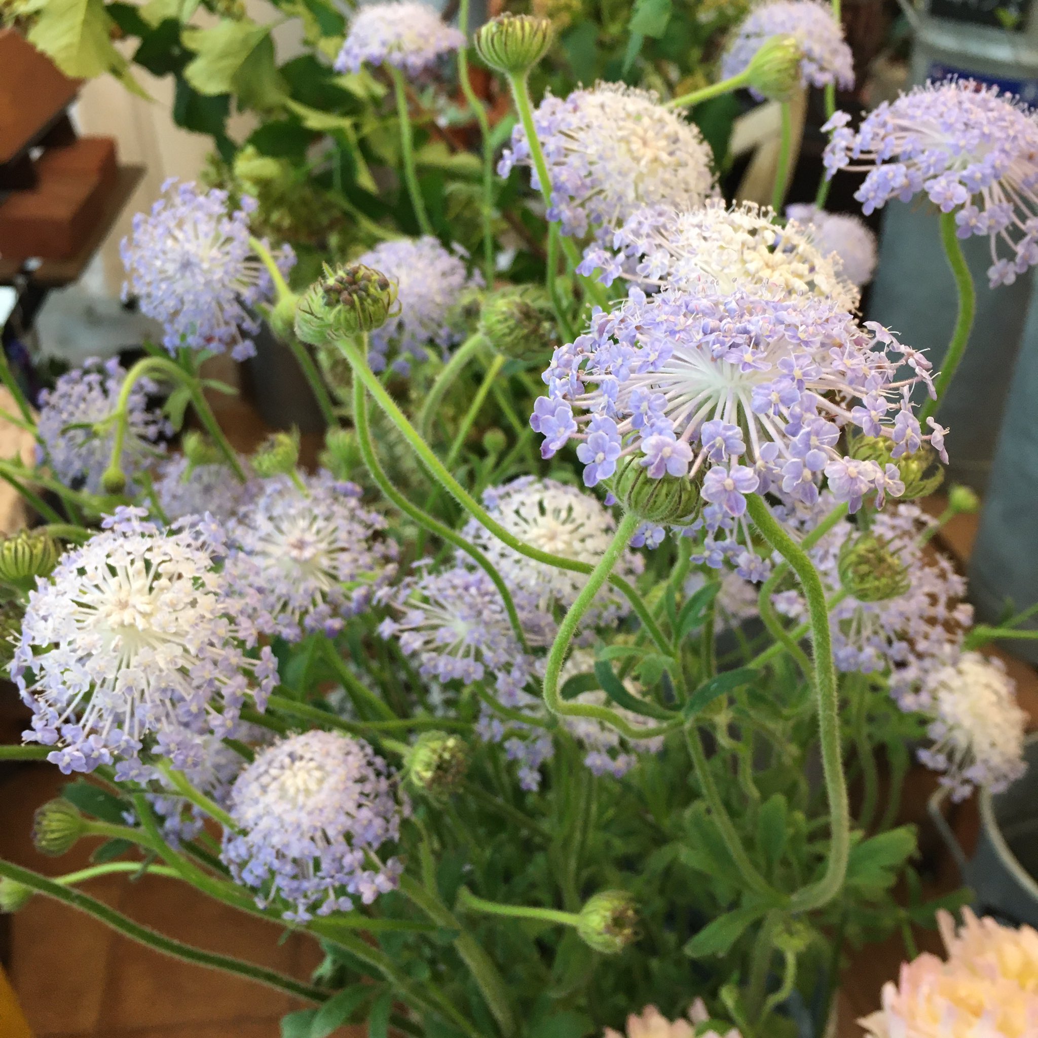 グリーンテラス鈴花 ブルーレースフラワー とっても涼しげ ホワイトレースフラワーとは別種です 花言葉 は 無言の愛 優雅な振る舞い など Blue ブルーレースフラワー 藤色 Flower 花屋 T Co Xjoejviw9a Twitter