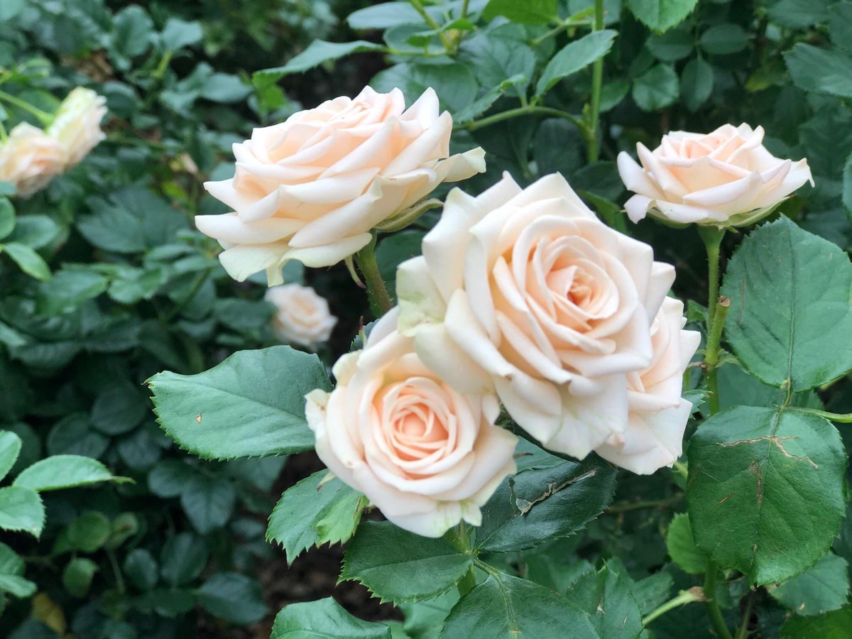 About las week...
La route de parfum..... 
Delighted to meet journalist Aabla Jounaidii of @radiofranceInternational RFI  visited grower De Opstal 
@growers #scent #Roses #route #resilience #special