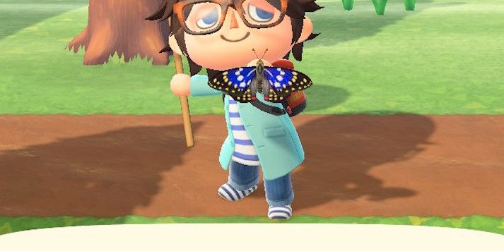 8. great purple emperor funfact : this butterfly is native to japan 