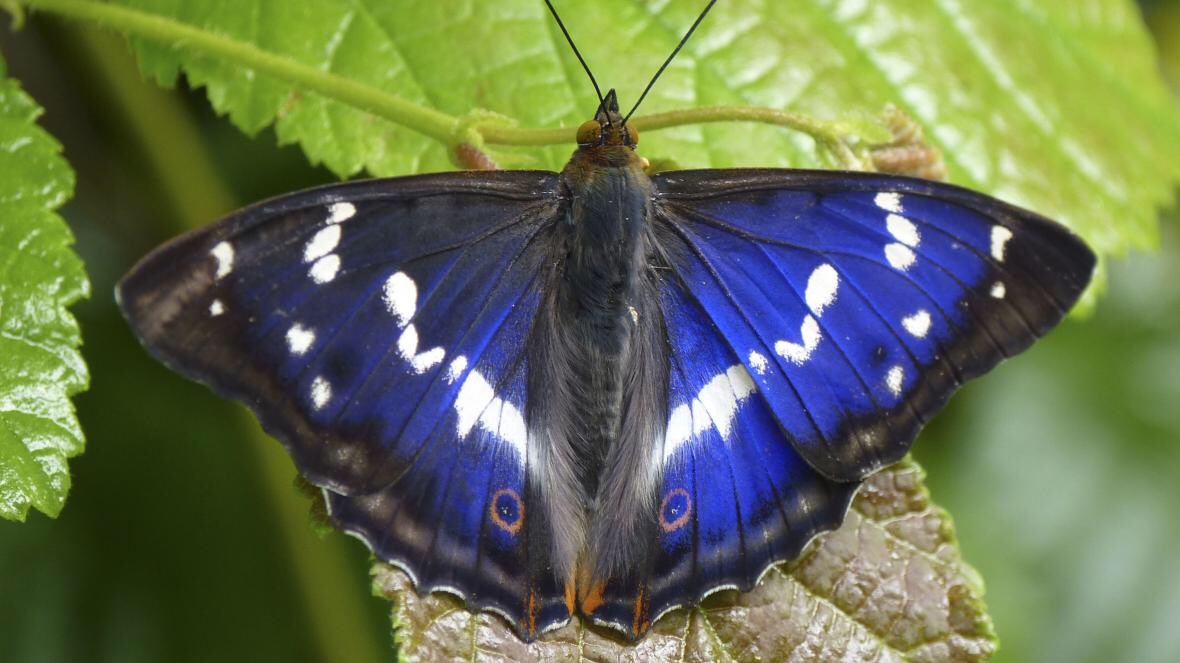 8. great purple emperor funfact : this butterfly is native to japan 