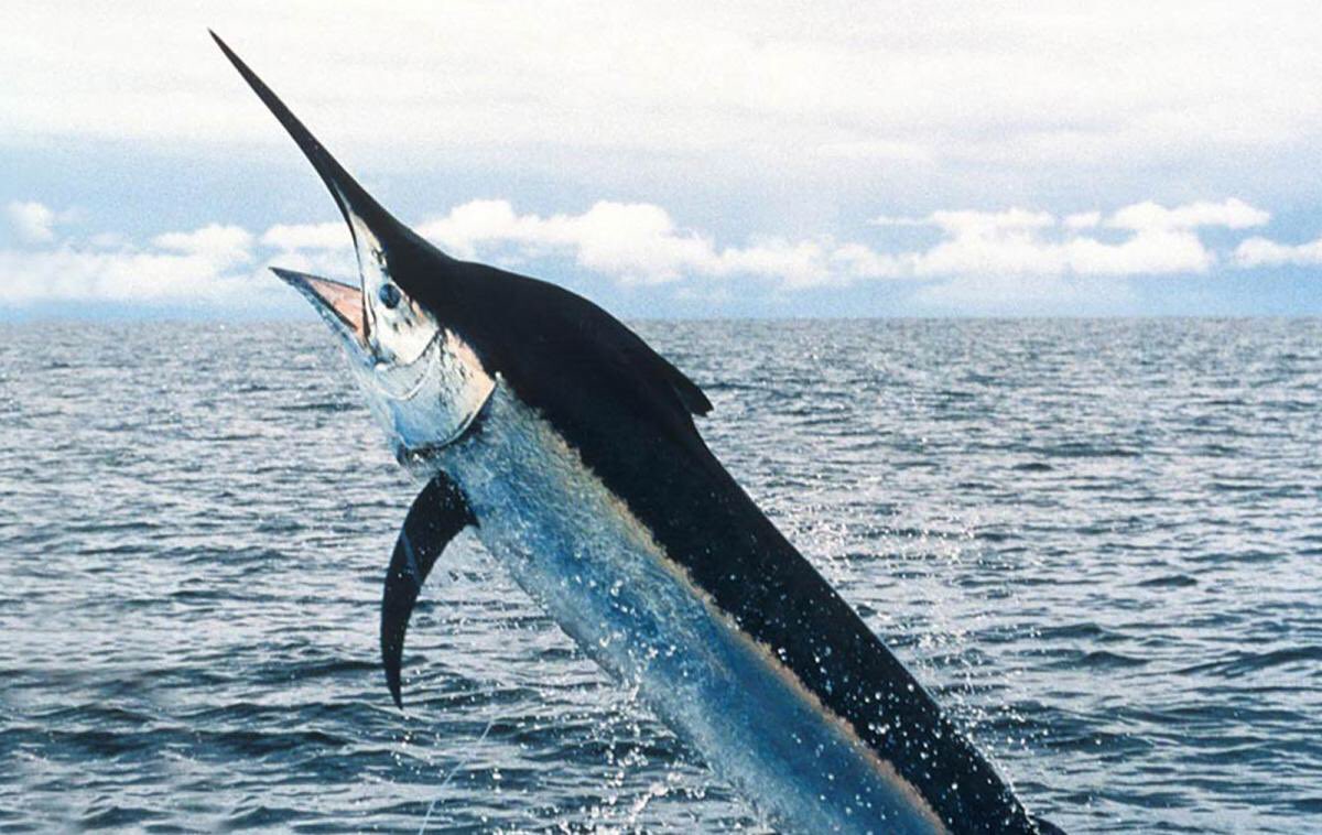 9. blue marlin... MA COME PICK ME UP IM SCARED funfact : the heaviest recorded weight for this fish so far is 818kg ( 1803lb )....help