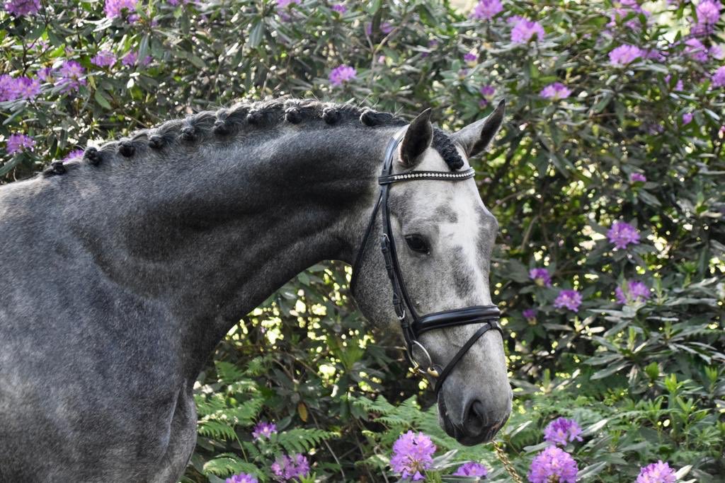 Gemma Tattersall tweet media