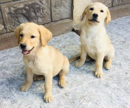 XpatLinkkenya's tweet photo. Awesome puppies for sale!! Labrador pups good with kids.
https://t.co/uZBl0di0L2
#puppiesforsale #puppiesforadoption #classifiedadvertisement #Azziad #Muigai Wa Njoroge #dontleavemechallange #MachakosNairobiBorder #CapitolHillCorruption #simbaniweta #IDIOT https://t.co/aYhPXGcqA5