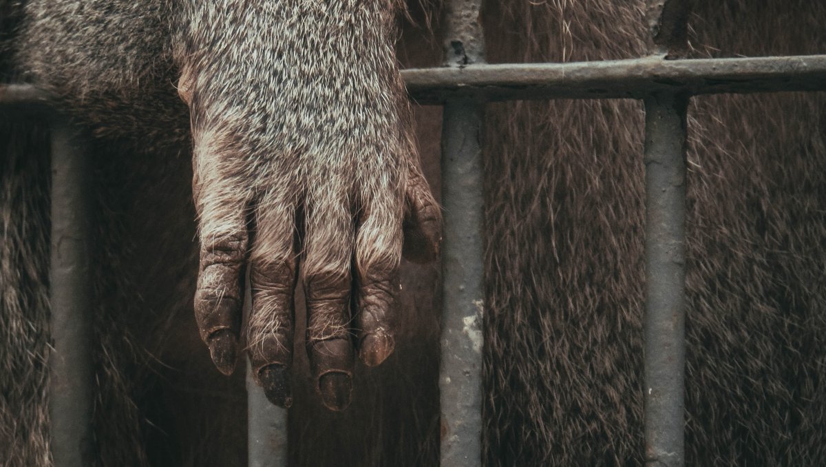 OP_Society's tweet photo. Join us TOMORROW at 12 UTC for the #EndPandemics' global webinar! We're talking about solutions to reduce the risk of future zoonotic outbreaks. RSVP at https://t.co/PJmggsg1tE!
#OneHealthSolutions @RacingXtinction https://t.co/eUKBEjbAln