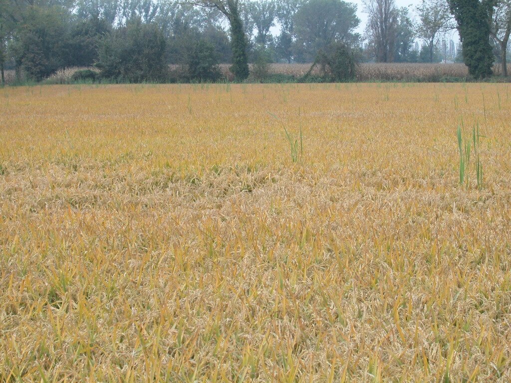 pestsurvey's tweet photo. Ha preso il via per il quarto anno il servizio di allerta per il #brusone del #riso 🌾. Puoi consultarlo ogni giorno sul nostro sito. #serviziofitosanitario #planthealth
https://t.co/6M1ttVGibP https://t.co/LqVizpA2Wp