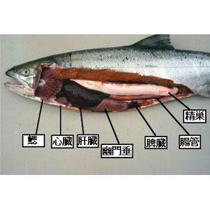 長輩圖no Twitter 鮭魚没有肺 用鰓呼吸 圖文連結 T Co Sopurewi0c T Co Zela5959bo