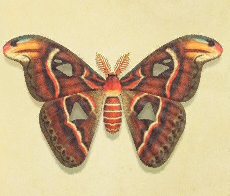 10. atlas moth...big as shitfun fact : they dont have a mouth and dont eat once they’ve emerged from the cocoon and they rely on stored fat for enrgy