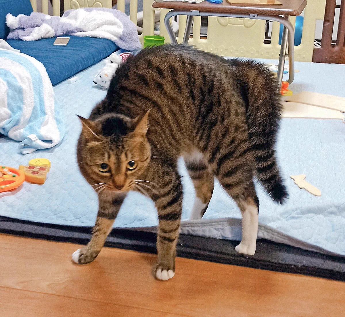 猫のオラつきって…人間にとってはめっちゃ可愛いよねｗｗ