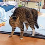 猫のオラつきって…人間にとってはめっちゃ可愛いよねw