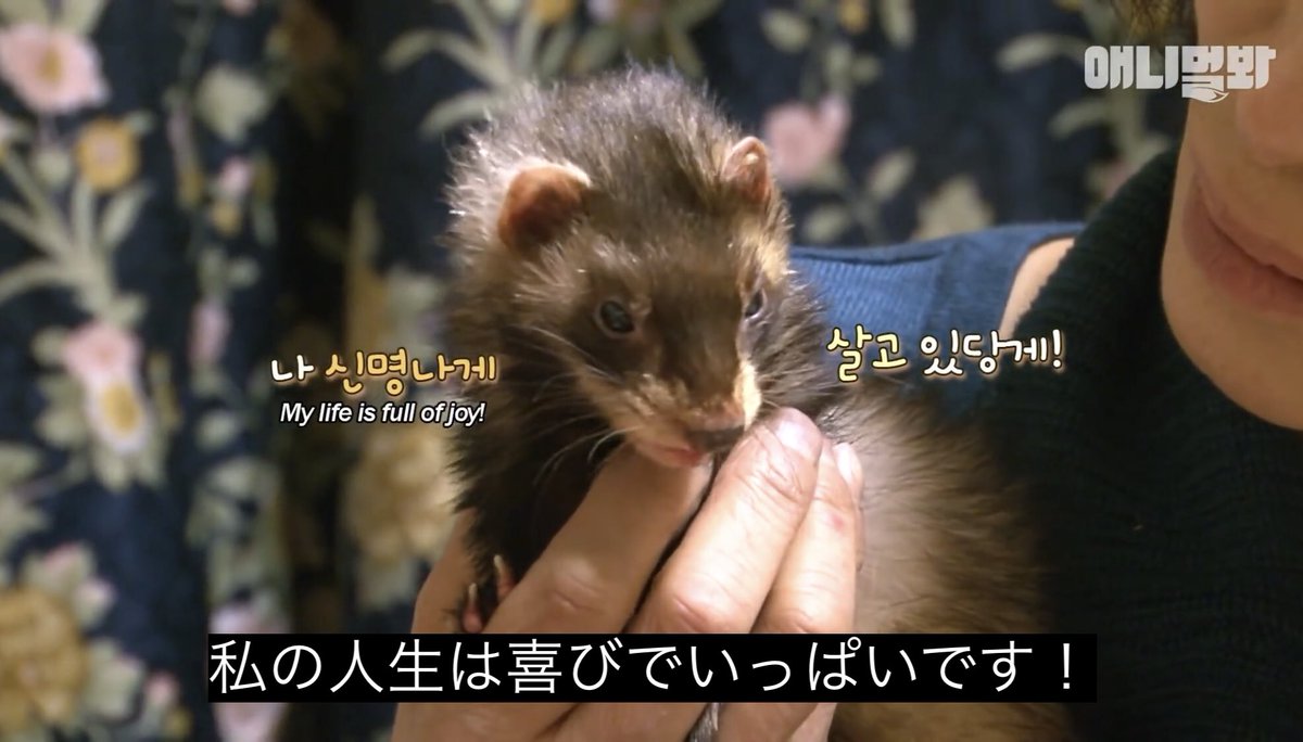 どうぶつ動画字幕bot 私の人生は喜びでいっぱいです T Co Lfvzyjppro