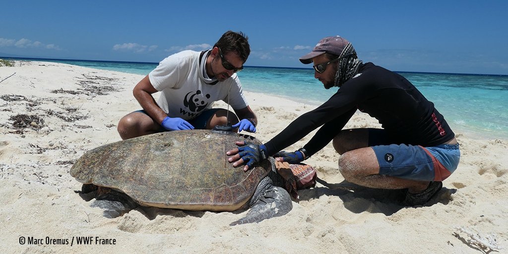 WWFFrance's tweet image. 🌊🐢 En #NouvelleCalédonie, le WWF se mobilise pour la sauvegarde des #tortues marines via des opérations de balisage et d'inventaire des sites de pontes.

Pour en savoir plus → wwf.fr/projets/proteg…

#SeaTurtleDay