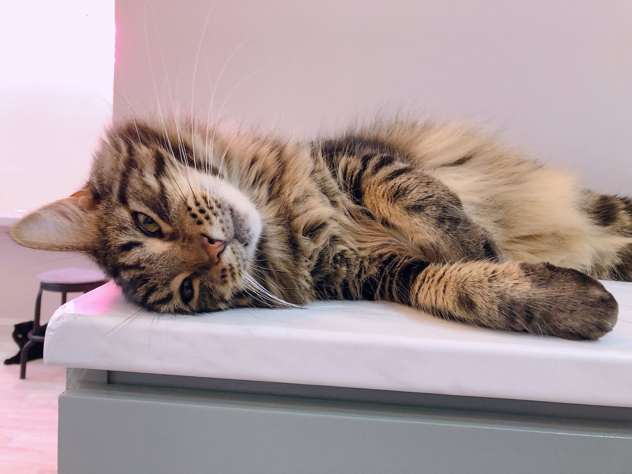 猫カフェmeow ミャオ 大名天神福岡 ゴロゴロ甘えん坊のダルビッシュくん 猫カフェmeow Catcafemeow 猫カフェ 猫 Cat Catcafe 고양이 고양이카페 貓 猫咪 猫咪咖啡馆 福岡 天神 大名 Fukuoka メインクーン T Co Dazj0g1gbx 猫カフェmeow ミャオ 大名天神福岡 ゴロゴロ甘えん坊のダルビッシュくん 猫カフェmeow Catcafemeow 猫カフェ 猫 Cat Catcafe 고양이 고양이카페 貓 猫咪 猫咪咖啡馆 福岡 天神 大名 Fukuoka メインクーン T Co Dazj0g1gbx