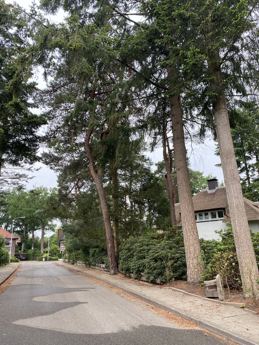 ‘Rainwater interception by trees’, what is that? It rained 0.6 mm here this morning, and of that rainwater 0.0 mm reached the ground underneath the Douglas Firs and Japanese Maple. Raindrops got stuck in the canopy. This is one way trees keep rainwater off streets &amp; out of sewers
