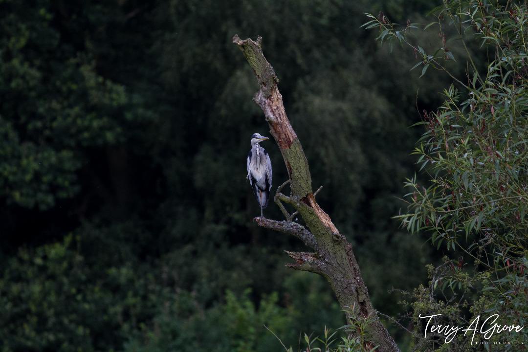 No1GhostDog's tweet image. Good morning - hope that it’s a good one!
#TuesdayMorning #greyheron #stayingalert (Dorridge, Solihull)