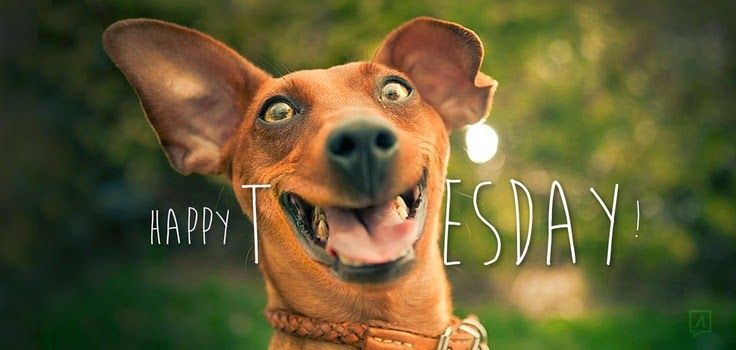 Happy Tuesday team!

What's the 1 thing you're looking to achieve today? What's the 1 thing you're looking forward too?

Let's do this 👊

#businesscoaching #businesscoach #actioncoach #actioncoachnell #achieveyourgoals #businesssuccess #businessmindset #businesstip