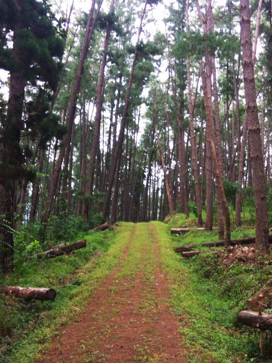 Shuvangi_SP's tweet photo. After studying nearly 60 professional subjects on Forestry in 8 semesters(4yrs) including n number of practicals, field visits, projects, assignments and 3 months of Forest stay, we still don't have 100% reservation in any Forestry related jobs in Odisha..#forestry https://t.co/mOuYjVhXvH
