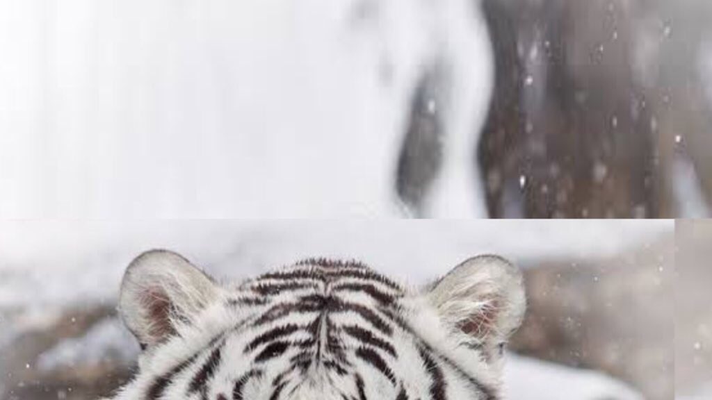hoshisquishy's tweet photo. hoshi hamster               hoshi tiger https://t.co/gW6CyJSrXv