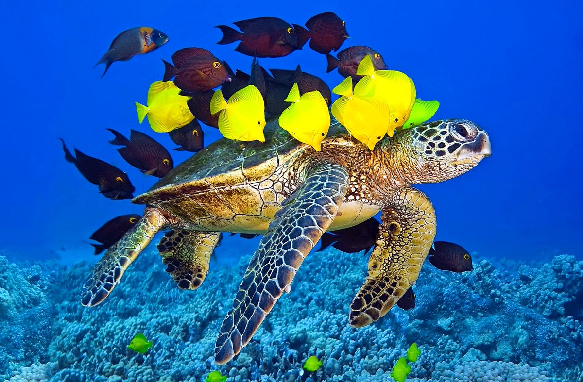 #16June #June16 #16Junio #16Juin #16Giugno #6月16日

Happy World Sea Turtle Day 2020

#worldseaturtleday #seaturtleday #seaturtles #tortugas #scuba #sealife #marinelife #biodiversity