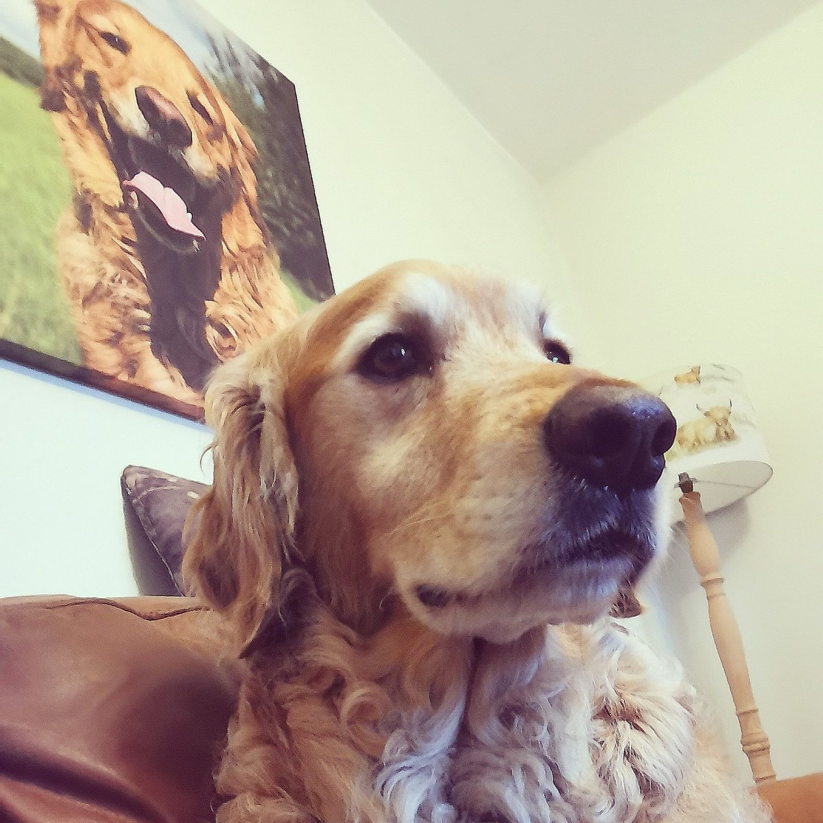 Just a dog posing infront of his portrait! 🐶🧡 #teamginge

 #retrieveradditiction #petportrait #petphotography #livelovefarm #countrysidelife #countrylifestyle #retrievers