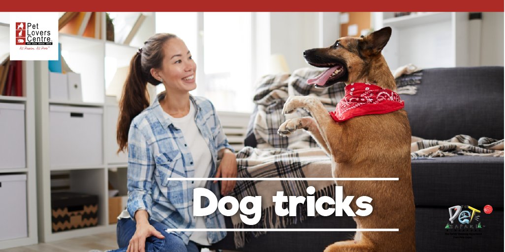 PLC_Singapore's tweet photo. #2TipsTuesday
While everyone is doing their best to stay safe and protected, it’s important to stay active too, especially for your doggo. 😉

Try these activities with your doggo at home 💕 https://t.co/bq3lkyPBLG