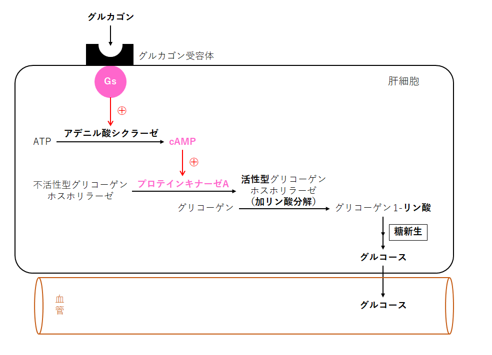 みよ 飢餓飽食時の反応 グリコーゲン 肝 筋に貯蔵 血糖値 インスリン分泌 グリコーゲン合成 血糖値 グルカゴン分泌 Gs グリコーゲンホスホリラーゼの反応が活性化 加リン酸分解 T Co Ynx3hnecz1 T Co