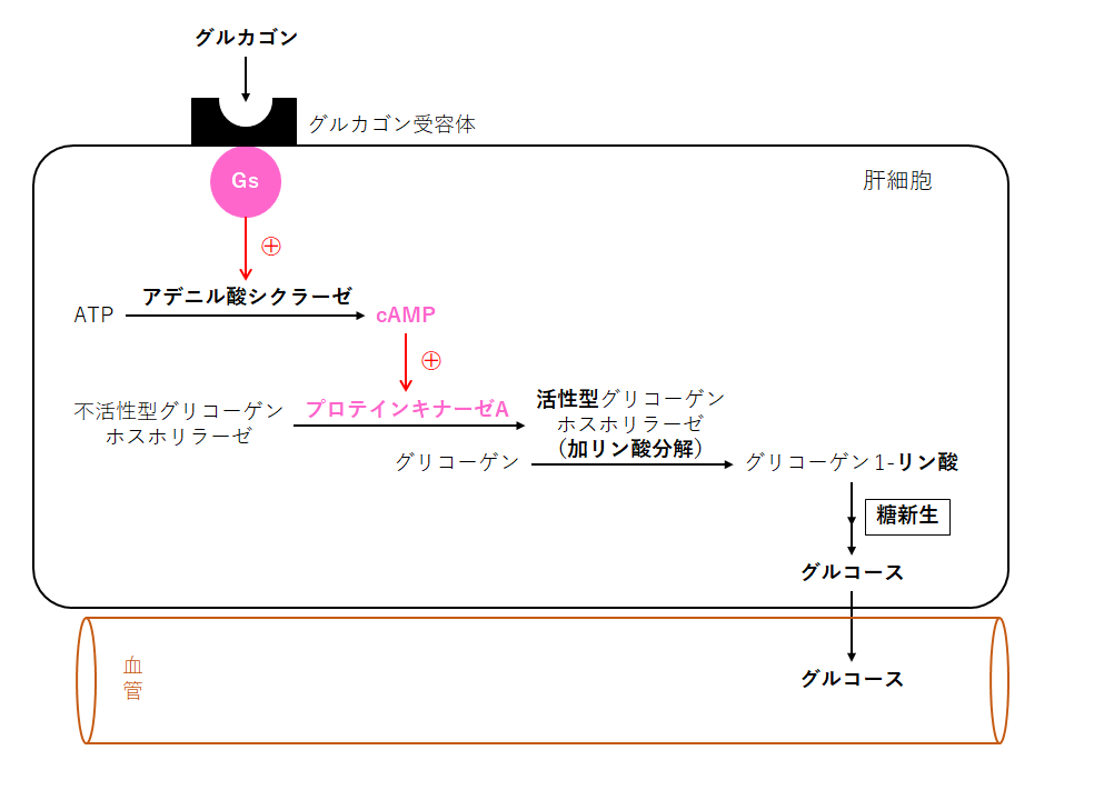 グリコーゲン 分解