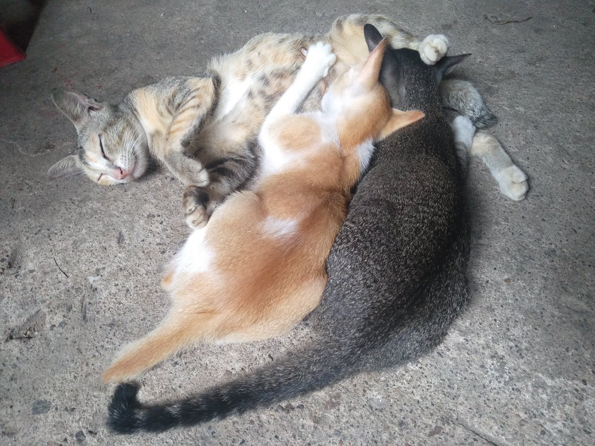 inimdh's tweet photo. Dah gede masih nyusu aja ni bocah bedua,kasian emak lo itu ngantuk mimpi 100 M kali 😂

#kucinghappy https://t.co/meuiASvBMN