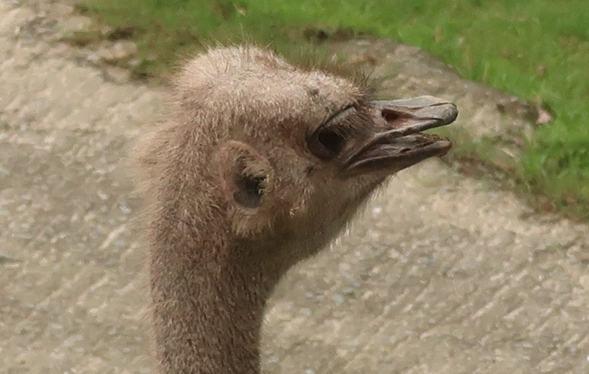 鹿児島市平川動物公園 ダチョウの側頭部にぽっかり空いた穴は耳なのですが なぜ後ろ向きについてるように見えるのか不思議です 後ろからの敵の接近に気付くため 走ってる時にゴミが入らないように ダチョウ マグマシティ