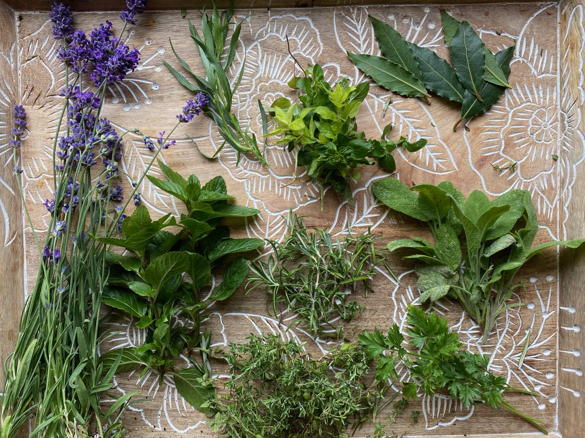 hemartist's tweet image. Forest of Imagination. Making Herbes de Provence. Lavender oregano bay thyme rosemary sage tarragon mint. dried and ground, sprinkled onto roasted tomatoes. #FOI2020 #CreativityandWellbeing #VirtualForest2020 @thebigdraw @Demuths