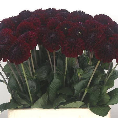 VanEdinburgh's tweet photo. Dahlia princess Kate and black fox avaliable from tomorrow on shop floor and at great prices. Get in touch to secure yours  x
#Edinburgh
#JVCC
#Dahlias 
#Floristwarehouse https://t.co/AbM0GoVB06