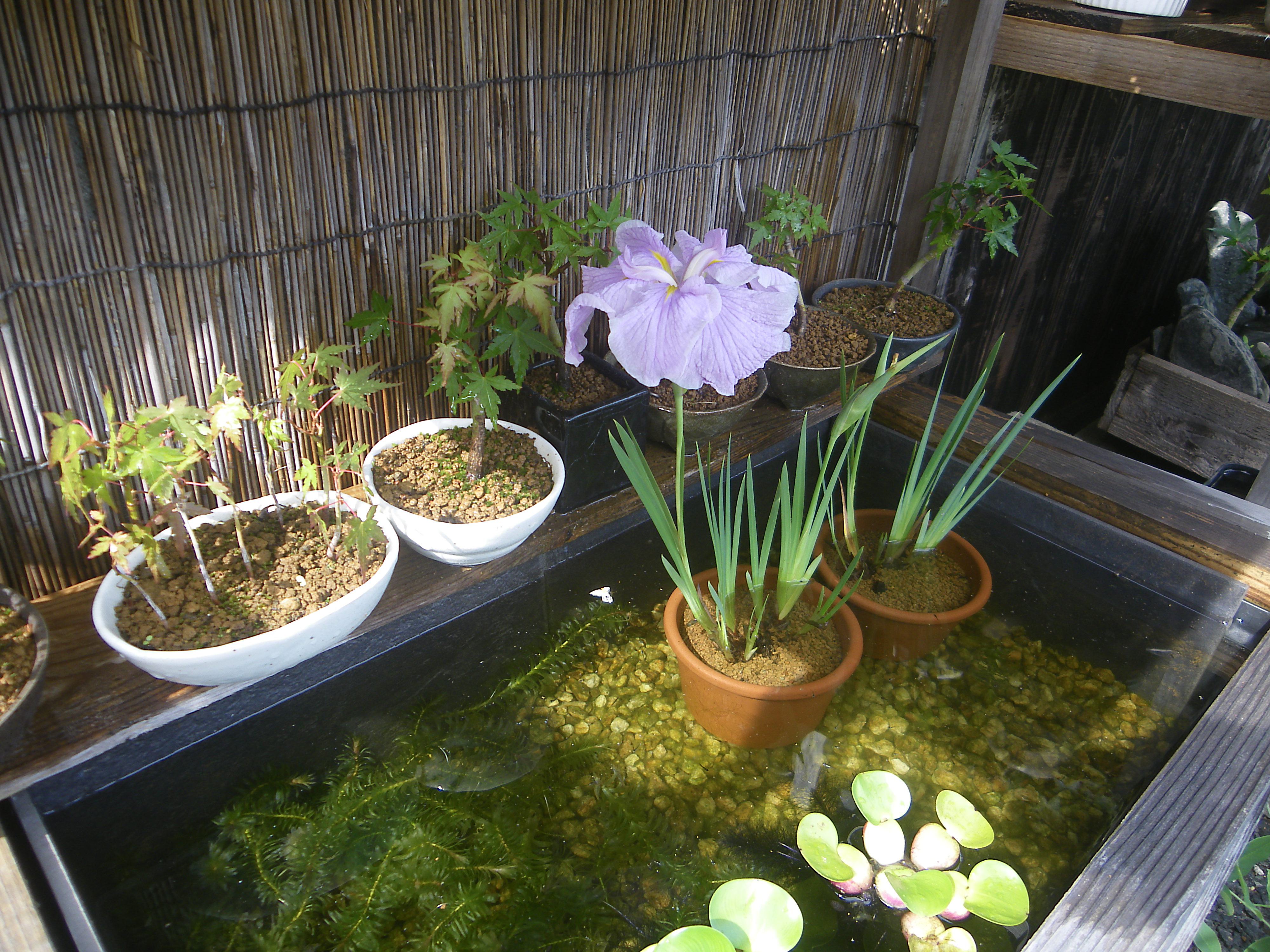 メダカの大工 今朝 咲いた花菖蒲 とても暑い日でしたが まだ萎れていません 明日の朝まで美しい花を楽しめそうです 小さな苗を株分けして植え付けたコブラグラスが増えています メダカの ビオトープにレイアウトします 秋に美しい花が咲くハギの鉢植え