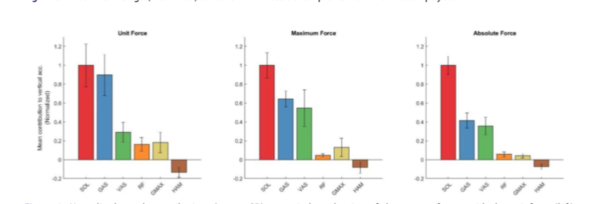 colingriffin's tweet photo. Soleus is the biggest force contributor to vertical acceleration of the CoM in a countermovement jump. Soleus and vasti muscles work close to their full capacity more-so than other lower limb muscles. Nice work @MUSportScience  https://t.co/VtMu25HJYs https://t.co/n5dXwG2eYw