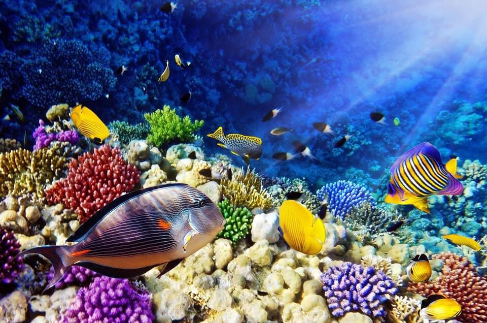 Infinity_Brett's tweet image. 15nts Sydney &amp;amp; Great Barrier Reef 
Was £1999 NOW fr £1379!

Message for further information 

Departs 14th March 2021
10nt Full Board cruise aboard the Sea Princess
Includes return flights!
Includes FREE 3nt Sydney stay
SAVE up to £1240 per couple!